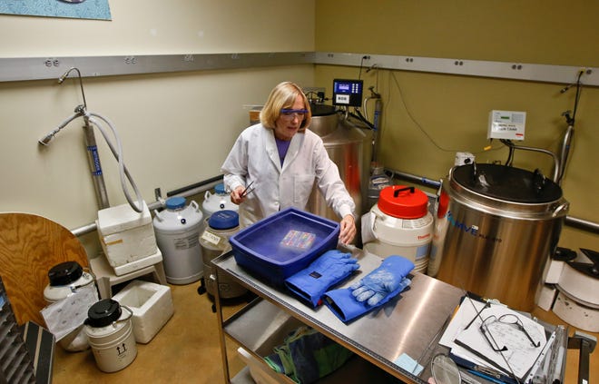 Barbara Durant, director of reproductive physiology at the San Diego Zoo Institute for Conservation Research, a.k.a. the Frozen Zoo, submerges a tray holding vials of cells into liquid nitrogen at the Beckman Center at the San Diego Zoo's Safari Park in Escondido, Calif.