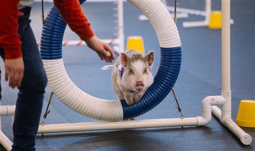 In this photo provided by Joshua Lewis via KOMOnews.com, taken Feb. 10, 2015, "Amy," an indoor pig owned by Lori Stock, goes through agility training intended for dogs at the Family Dog Training Center in Kent., Wash. Amy can do agility moves that most dogs her age cannot. (AP Photo/Joshua Lewis via KOMOnews.com)
