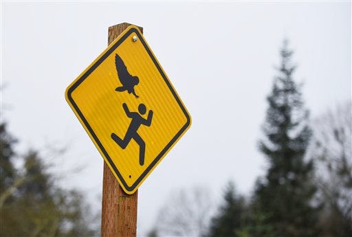 John Kleeman, Parks Operations Supervisor for Salem, Ore., installed this sign at Bush's Pasture Park on Thursday, Feb. 12, 2015, warning visitors of the recent owl attacks. MSNBC host Rachel Maddow suggested the signs when she recently featured a story about an angry owl that has attacked four runners at the park.