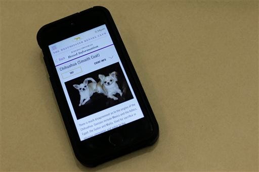 The smooth coat Chihuahua page of the Westminster Dog Show app is on display on an iphone, Thursday, Feb. 12, 2015, in New York. The Westminster Kennel Club show starts next week in New York and dog lovers all over the world can step right into the judging ring, thanks to the newest tech piece at America's top pooch pageant. The Westminster app will give viewers a live look at each of the more than 2,700 dogs entered. (AP Photo/Mary Altaffer)
