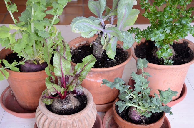 Clockwise from front left: beet, turnip, cabbage, celery root and rutabaga plant; potted roots turn February into salad days. Photo by Barbara Damrosch