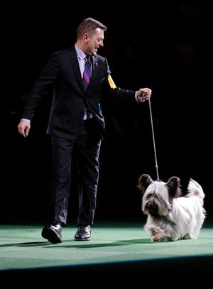 Larry Cornelius shows Charlie, a skye terrier during the best in show at the Westminster Kennel Club dog show Tuesday, Feb. 17, 2015, in New York.
