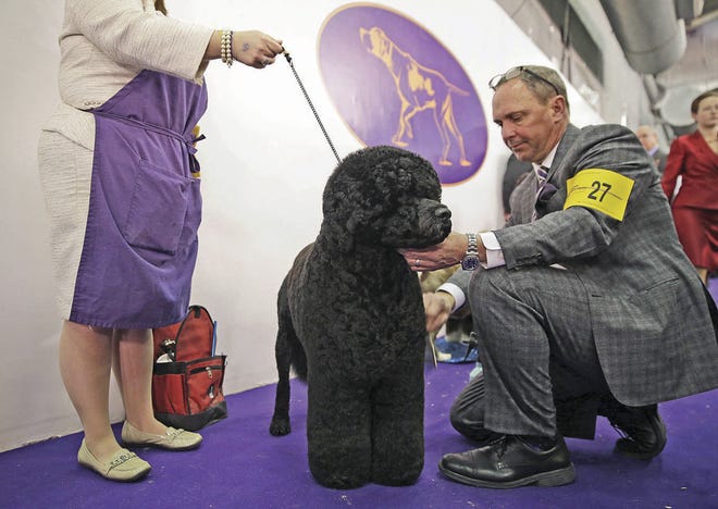 Michael Scott grooms Matisse, a Portuguese water dog, before he competes at the Westminster Kennel Club show Tuesday in New York. The show started Monday morning and, to the owners of the 2,711 pooches set to take part, it's the Super Bowl, World Series and Daytona 500 of dogdom.