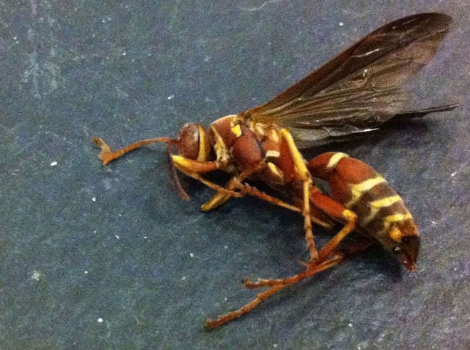 A dead newly-mated paper wasp queen is seen in the Arnold High School auditorium in Panama City Beach on Thursday.