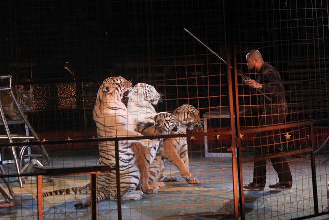 A cage performer amuses a crowd of thousands on Sunday with his taming of four tigers.
