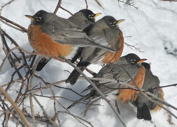 SANDWICH -- 02/16/15 -- No sign of spring as over wintering robins puff up and huddle in single digit temperatures along Town Neck Road.