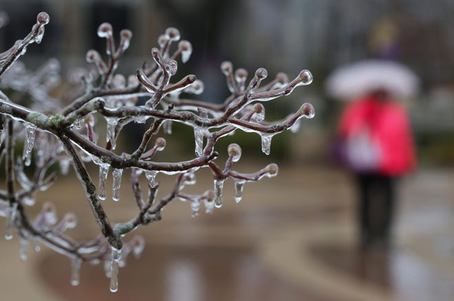 A University of North Alabama student walks with an umbrella Monday, Feb. 16, 2015 in Florence, Ala., to shield herself from the rain as ice decorates tree branches on campus. A mixture of rain and freezing rain fell for most of the day. (AP Photo/Times Daily, Allison Carter)