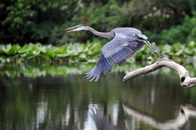 A Great Blue Heron takes off from a branch along Silver Lake in Bristol Township in July 2012