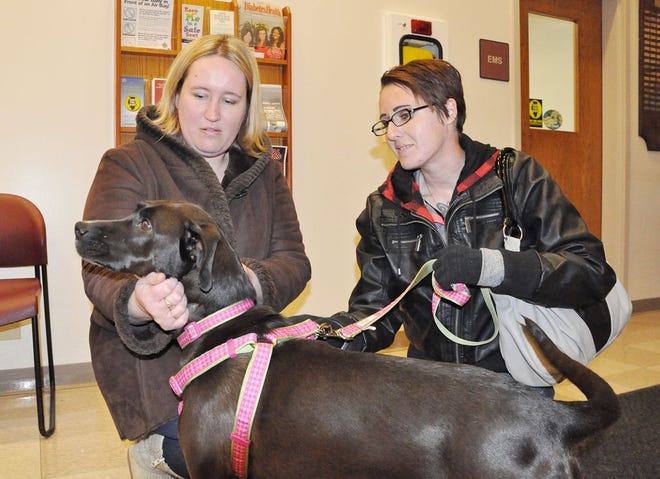 Annabelle, with new owner Kathrine Miller, right, greets Heather Harms, one of the people who helped catch her while she was loose.