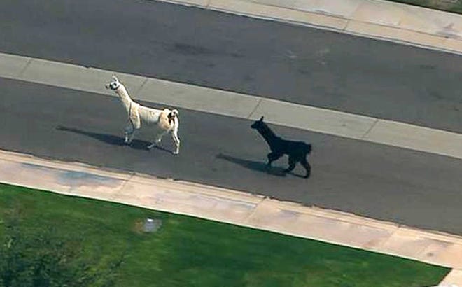 In this image taken from video and provided by abc15.com, two quick-footed llamas dash in and out of traffic in a Phoenix-area retirement community before they were captured, Thursday, Feb. 26, 2015, in Sun City, Ariz. The llamas thwarted numerous attempts by Maricopa County Sheriff's deputies and bystanders to round them up before they were roped into custody. (AP Photo/abc15.com) MANDATORY CREDIT.