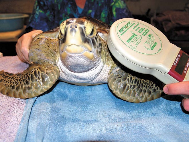 Tagging a useful tool in turtle conservation