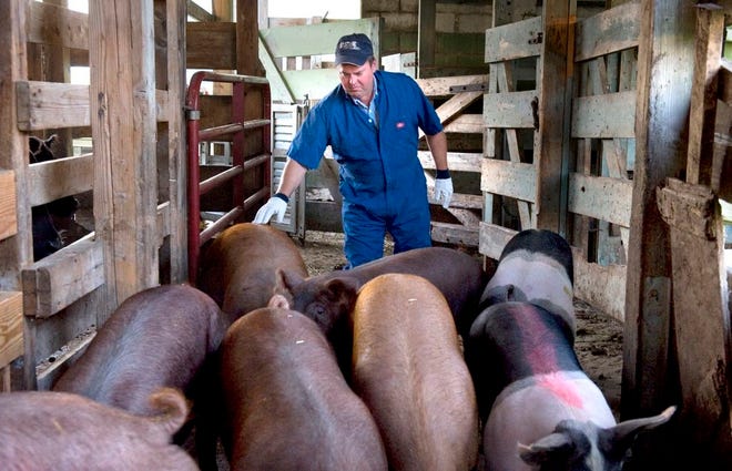 In this 2009 photo, Tazewell County hog farmer Curt Zehr delivers hogs to Raber Packing Co. in Peoria.