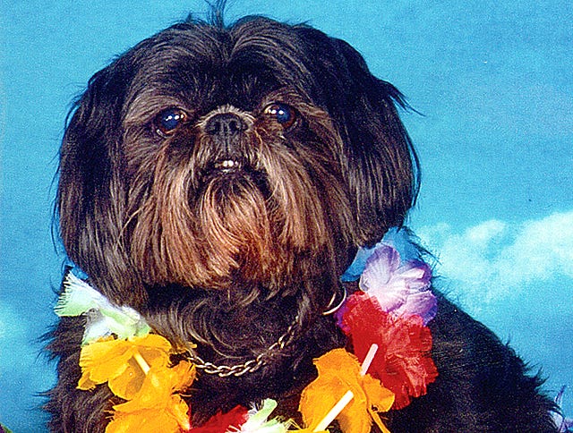 Emmy Lou, an 8-year-old shih tzu, was killed when a car suddenly veered out of its lane in Pekin. The dog's owner, who was missed by the car by just six inches, hopes to find out why the driver ran over Emmy Lou.