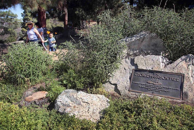 Visitors walk past a plaque marking the George Harrison Tree, and the stump where it formerly stood at lower left, in Los Angeles' Griffith Park. A tree has been planted in the park in memory of Harrison to replace one that was killed by a beetle infestation. City News Service says a yew pine honoring the late Beatles guitarist was planted Wednesday in the park on what would have been Harrison's 72nd birthday.