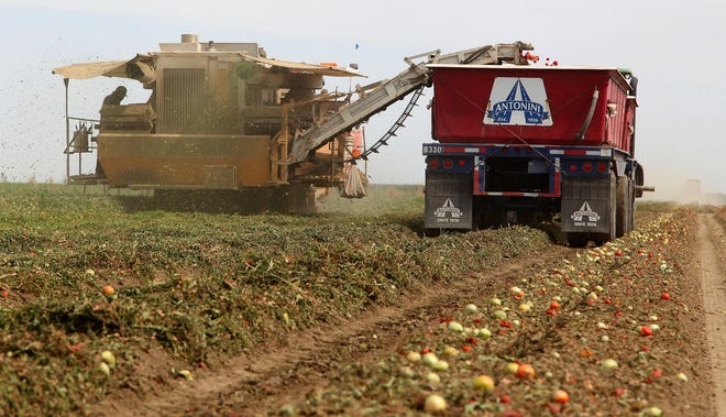 A mechanical harvester is used to pick tomatoes in the Westlands Water 
District near Five Points, California. A federal agency says it will not 
release water for most Central Valley farms this year.AP ARCHIVE / 2013