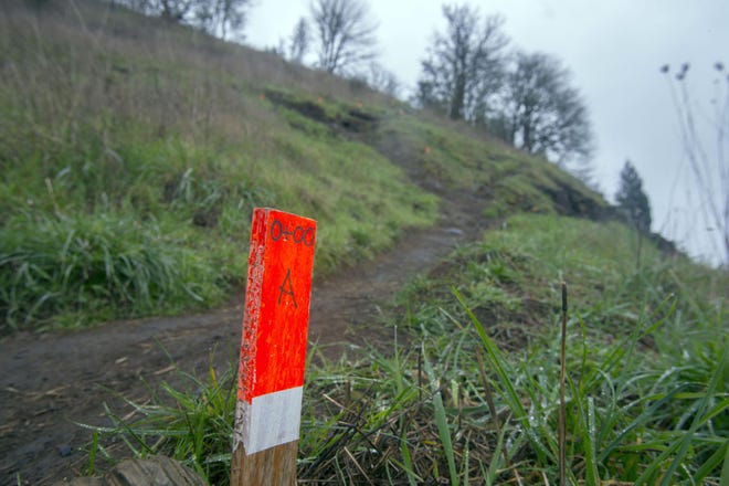 Stakes mark the section of trail on Skinner Butte where work will be done to improve safety and restore the eroded hillside. (Andy Nelson/The Register-Guard)