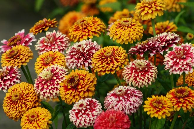 Zinnia “Salsiando” is a new mix of two bi-colored varieties from Van Hemert & Co. Seeds that can offer an exceptional spring and summer display.