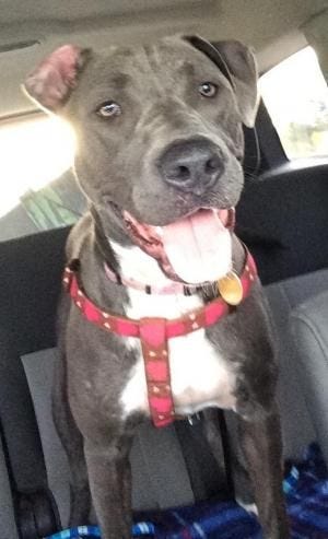 Dakota is a 9-month-old neutered female pit bull terrier mix.