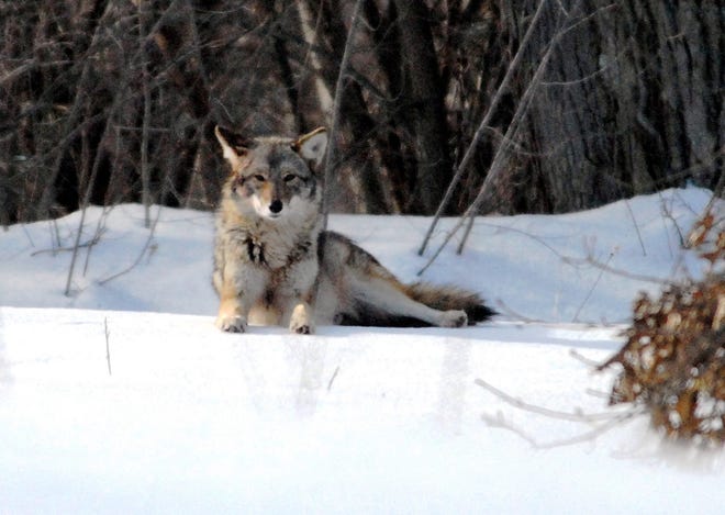 Medford residents can expect to see coyotes in the city, even during the day. Experts say the animals are moving in to look for food. Courtesy Photo