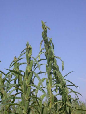 Sesame acreage is projected to increase this spring.