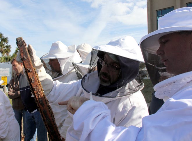 Two bee-suited participants in the UF Bee College at Whitney Lab check out a frame of comb during a hive demonstration.
