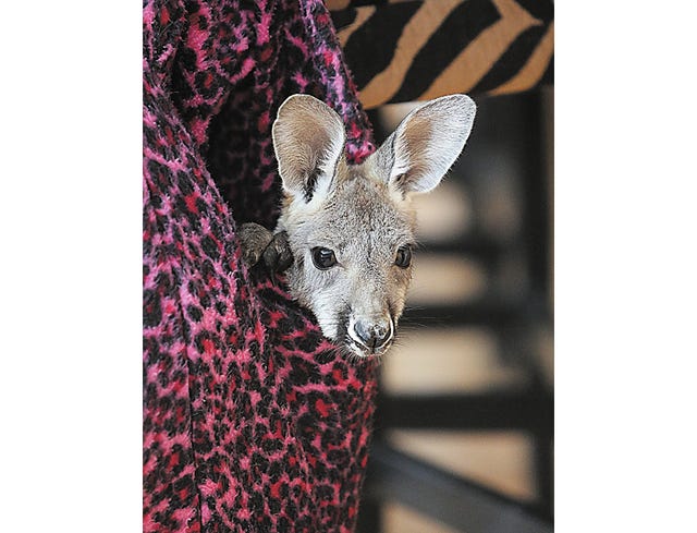 New additions at the zoo this year include baby kangaroo Olivia.