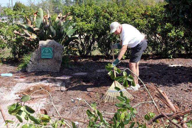Master Gardener Malcolm Frasier cleared the area of the Memorial Garden at the Flagler Extension Service. The garden was supposed to be secluded but accessible. In violation of the Right Plant, Right Place principle, the trees and shrubs that were originally planted grew way too large and had to be removed.