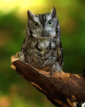 The Eastern Screech Owl will be the topic of the Glen Rose Bird Club meeting on Thursday, March 19.