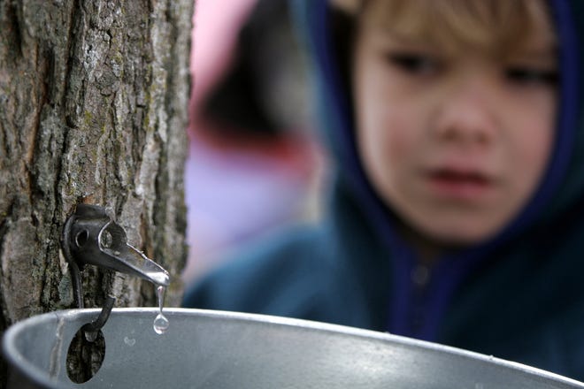 There'll be maple sugaring at the Audubon Environmental Education Center in Bristol on Saturday.

AP Photo/Jim Cole