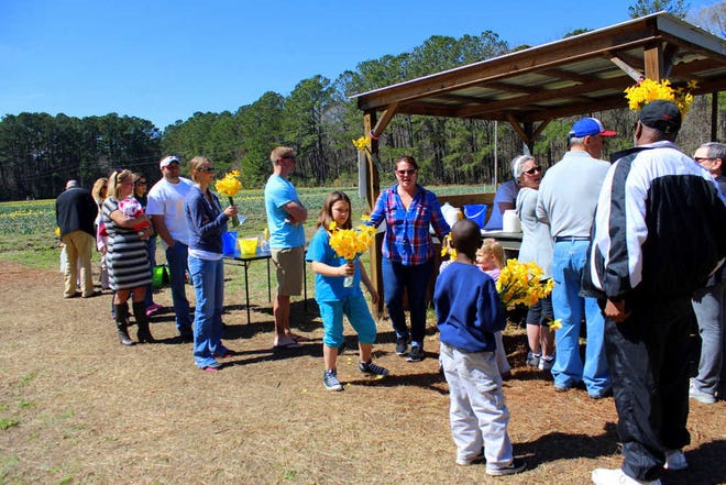 Ben Goggins/For Savannah Morning News The check-out line is full of eager daffodil buyers in Okatie, S.C.
