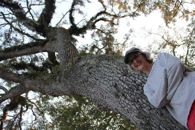 Amanda.Williamson@jacksonville.com Marisa Carbone, a member of Atlantic Beach Canopy, stands next to the city's only privately owned heritage oak, which also happens to be on her property. According to a survey completed in January, Atlantic Beach has a healthy, but slowly declining tree canopy.