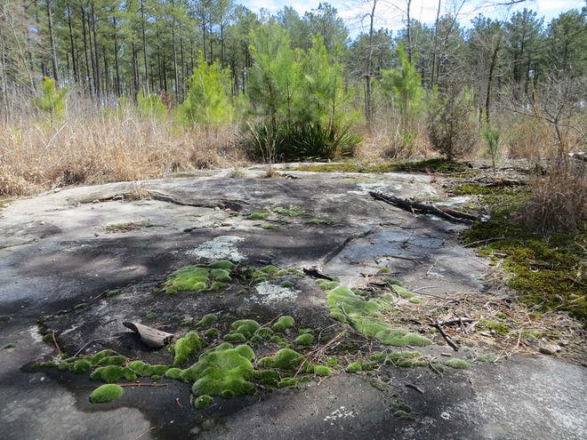 Wayne Ford/ Moss clings to the stone of a granite outcropping on a tract of Oglethorpe County land.