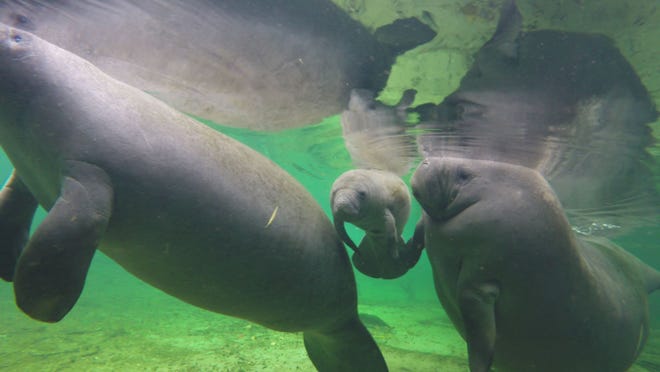 Laurie keeps a watchful eye on her calf at Blue Spring State Park near Orange City. The manatees escape the cold waters of the St. Johns River during winter by taking refuge in the warmer spring water across the state.