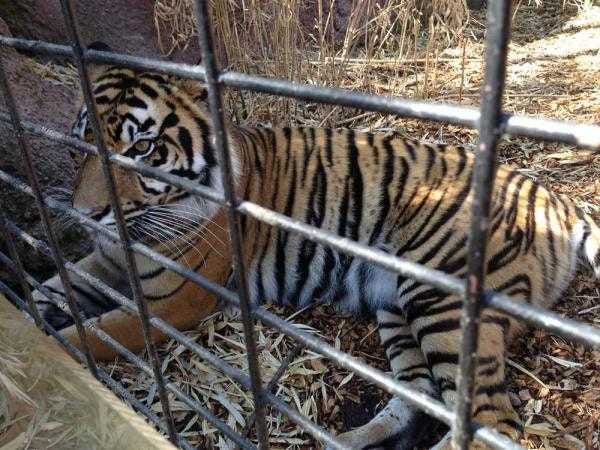 Topeka Zoo receives clean USDA inspection report