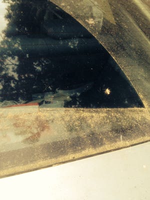 Pollen covers the back windshield of a car regularly parked next to an oak tree.