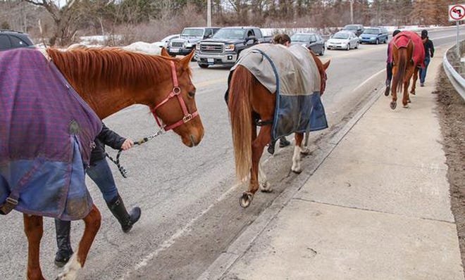 Portsmouth police escort three loose horses back to their paddock on Peverly Hill Road on Friday. Photo by Rich Beauchesne/Seacoastonline