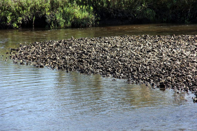 Oyster reefs found in estuaries help stabilize the shoreline, protect salt marshes and filter water by trapping excess nitrogen and other waterborne pollutants. Flagler County’s oyster reefs, particlularly in the Pellicer Creek area, are considered healthy compared to reefs north of St. Augustine.