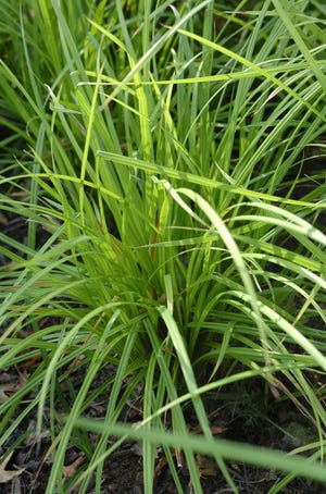 An unwithered sedge plant enjoys a warm, sunny day. Probably the birds are singing, too.