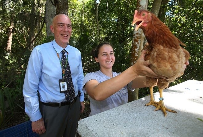Environmental Health Administrator Robert Maglievaz observes Miranda Lauth with Mosquito Control District as she sets-up a sentinel chicken recently. The chickens are used to help detect mosquito-borne viruses like West Nile. The chickens themselves don’t become sick, and once exposed they are retired and replaced.