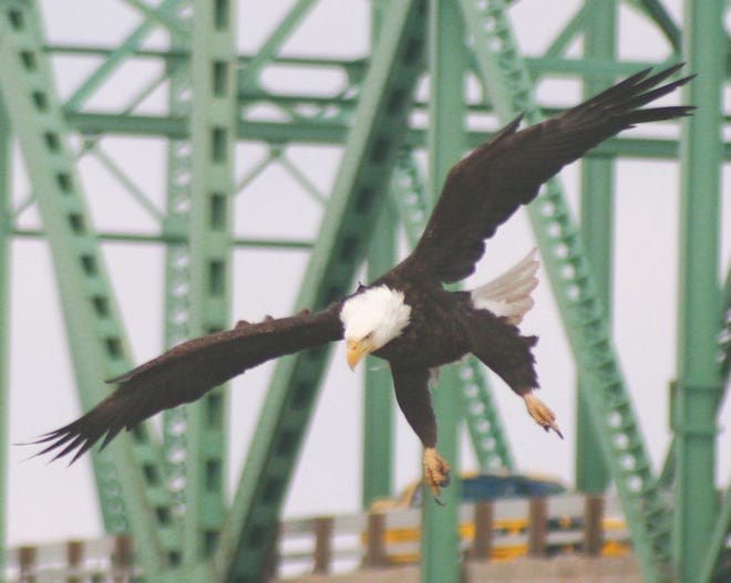 A bald eagle in seen in flight over the Illinois River near Rome.