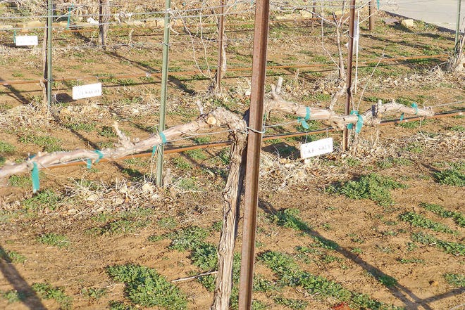 A Grenache grape vine trained to the single cordon system. Arms extend from each side of a main trunk supported by a strong post.