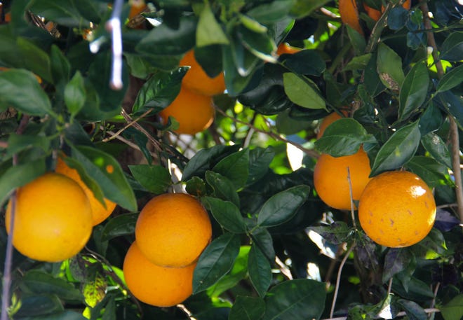 Mike Sparks, chief executive of Citrus Mutual in Lakeland, the state’s largest growers’ representative, estimated the industry needs a net gain of 20 million new orange trees over the next 10 years just to return to commercial tree counts before citrus greening was discovered in 2005.