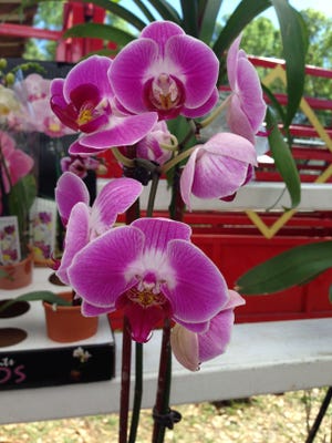 Orchids such as this from Old Florida Farms in DeLand will be raffled off among audience members after each seminar on the Spring Home Stage.