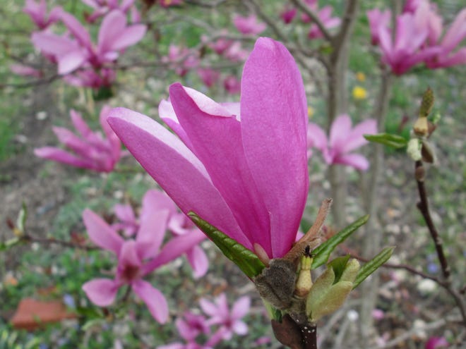 ‘Ann’ magnolia looks its best in late winter and early spring. This popular magnolia cultivar is just one of many great plants to look for in the garden centers this weekend.