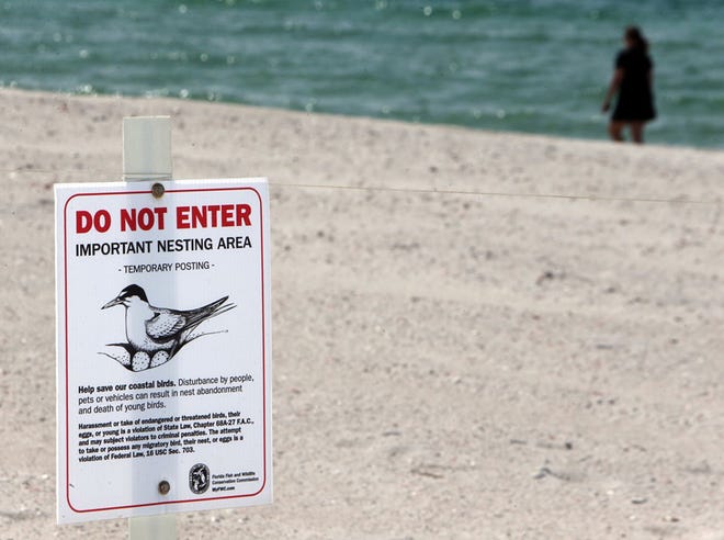 A known nesting shorebird area is marked off on the west end of Panama City Beach on Wednesday.