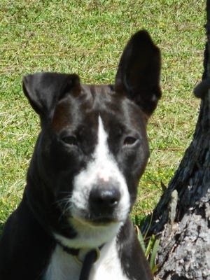 Nelly is a 1-year-old spayed female terrier mix.