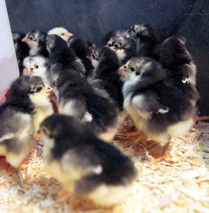 Photo by Tracy Klimek/New Jersey Herald - Australorp chicks warm under heat lamps on Friday, having just arrived at Farmside Supplies, Inc., Sussex, for Easter.