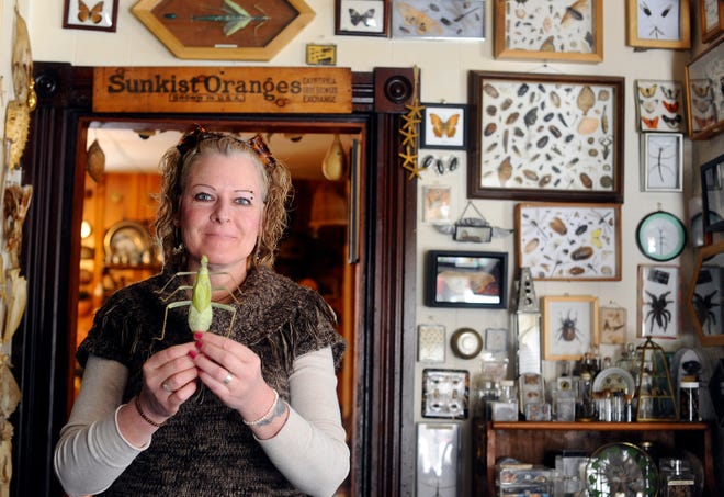 Patty Rux of South Grafton holds a giant jungle nymph, surrounded by many of the insect displays she creates in her home.