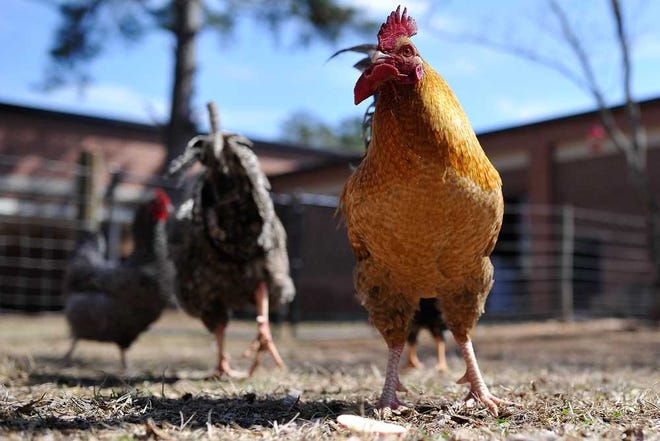 Chickens roams inside a fenced in area at Clarke Middle School on Friday, March 6, 2015. (AJ Reynolds/Staff, @ajreynoldsphoto)