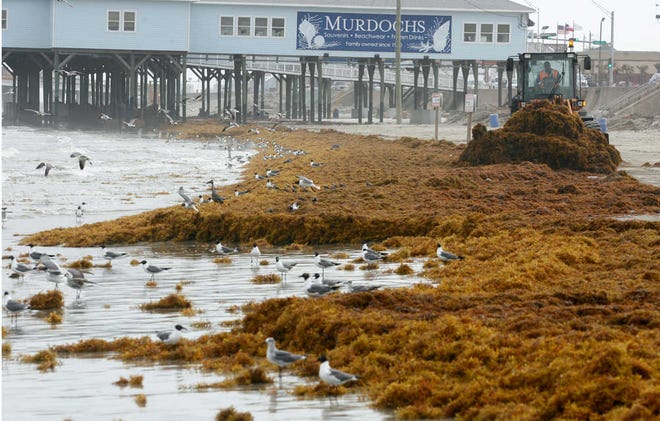 In this Tuesday, May 10, 2011 photo, a park board employee cleans the the sargassum seaweed from the beach with a bulldozer, between 24th and 21st Streets in Galveston, Texas. Experts believe Galveston will have fewer seaweed problems in summer 2015. (AP Photo/The Galveston County Daily News, Jennifer Reynolds)